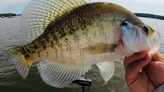 WHERE TO FIND CRAPPIE IN JUNE? SUMMER CRAPPIE FISHING 2024