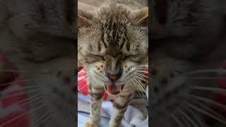 My Cat Talks Loudly #catvideos #catsoftiktok #pets