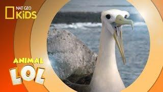 Albatross Brother Battle  Animal LOL