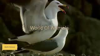 Black tailed gull mating season