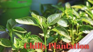 How to grow chillies at home Chillies Growing skills