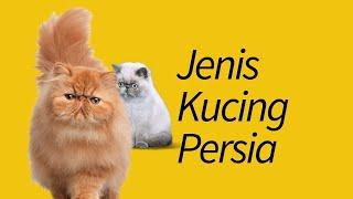 Jenis Kucing Persia—Dijamin Baru Denger