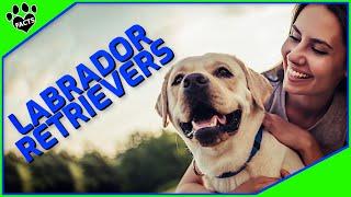 Labrador Retriever Dogs 101 The Popular and Versatile Dog Breed