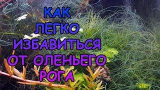 КАК ЛЕГКО ПОБЕДИТЬ ОЛЕНИЙ РОГ В АКВАРИУМЕ. ПРИЧИНЫ ПОЯВЛЕНИЯ ОЛЕНЬЕГО РОГА #АКВАМЕН #СВОИМИ_РУКАМИ