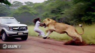 Singa Mengamuk & Menyerang Manusia 15 Momen Hewan Mengamuk