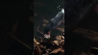 ஆச்சரியமான விலங்குகள்  Amazing Star Nosed Mole  Tamil Info Share #shorts