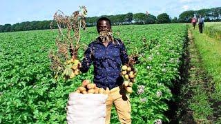 Potato Farming King  Harvesting 150 Bags per Acre in 3 months  Amazing 