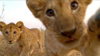 Lion Cubs Play With Spy Cam  Serengeti Behind The Scenes  BBC Earth