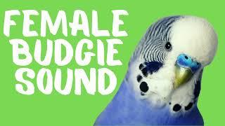 Female Budgie Sounds Budgie Singing and Flock Calling