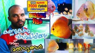 EBM DISCUS FISH FARM MUVATTUPUZHA- ORNAMENTAL FISH FARMING IN MALAYALAM- DISCUS FISH FARM KERALA