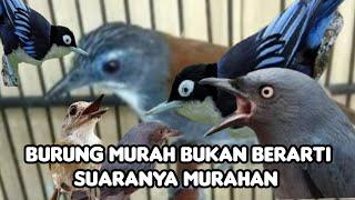 BURUNG MURAH BUKAN BERARTI SUARANYA MURAHAN