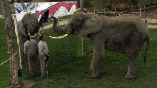 So schlau sind Elefanten Mala erkennt sich selbst