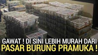 TERCIDUK  PUSATNYA BURUNG BAHAN HARGA LEBIH MURAH DARI PASAR BURUNG PRAMUKA HARI INI