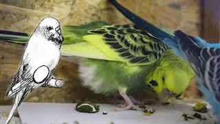 Budgies Pregnancy What You Need to Know