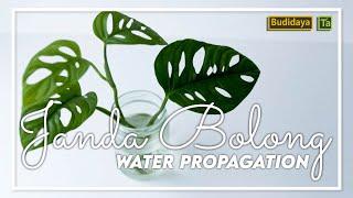 Budidaya Janda Bolong WATER PROPAGATION