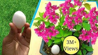 Best free fertilizer for any plants  3 Easy ways to use Eggshell in gardening