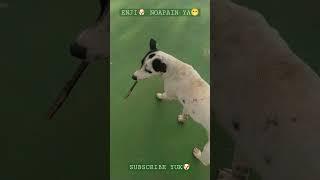 PENCINTA ANJING - Enji Ngapain Ya #shorts #anjing #anjingpintar #anjinglucu #viral