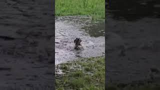 Tiny Dachshund miscalculates depth of puddle 🫣 #dogs #funny #funnydogs #cute #cutedogs