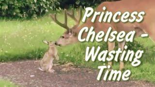 Princess Chelsea  Wasting Time  Cottagecore aesthetic lyrics video  Eng&Rus