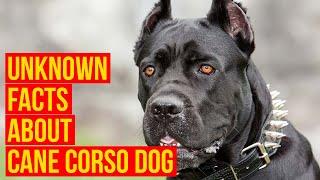 Cane Corso Dog Breed 7 facts Why Is The King For Your Protection