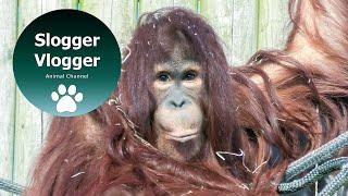 Orangutan Kayans Before the Move From Twycross Zoo