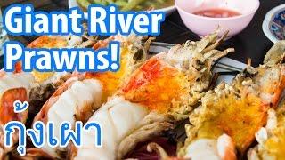 Giant River Prawns กุ้งเผา in Ayutthaya Insane Delicious Alert