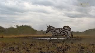 Zebras Fighting And Elephants Shouting