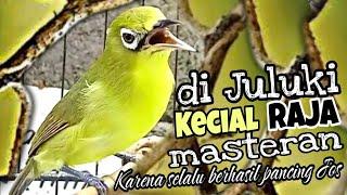 Kecial Kuning Joss Gacor plus Ciak Masteran selalu berhasil bikin Jos Gacor Kecial malas bunyi