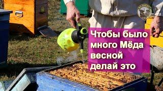 Чтобы летом много Мёда весной делай это Первые работы с пчелами Рецепт настойки для кишечника пчёл
