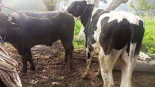 animal natural meetingnatural mating of cow & buffalo#cowmeetingcross mating