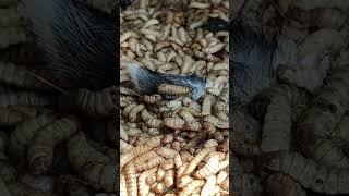 Black soldier fly larvae consuming food #nature #animals