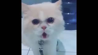 Funniest cats-Dont try to stop laugh -pet lover