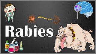 Rabies  Pathophysiology Signs & Symptoms Diagnosis & Management Pre & post exposure prophylaxis