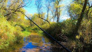 Trout Fishing in Wisconsin at the Little Trimbelle River - Pierce County