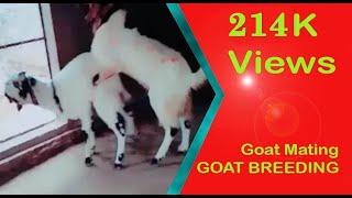Totapari Goat Mating  Goat Breeding part 1