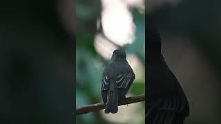 Dark-sided Flycatcher adalah burung hijrah yang keupayaan luar biasa untuk terbang jarak jauh.