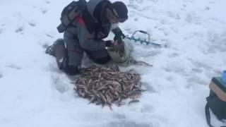 Золотарь на Яузе. Rusfishing блеснение окуня.