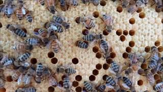 Honeybee life views of larvae capped brood pollen & eggs.