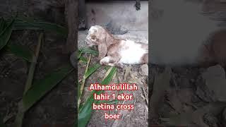 bayi kambing lucu  #shortvideo #goat #youtubeshorts #videoshort