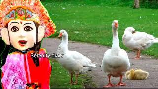 Ondel Ondel Nyanyi  Dua kaki ayam bebek 