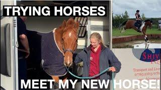 Trying horses and meet my new horse