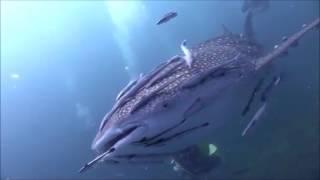 Amazing footage-- A Whale Shark covered with Remora Fishes   COMMENSALISM