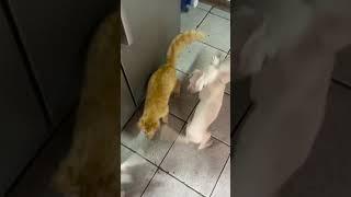 Funny Puppies Chase Cat Around House