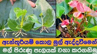 ඇන්තූරියම් කොල මුල් අද්දවා මල් පිරුණු පැලයක් සාදාගනිමු -  How to farm an anthurium plant at home.