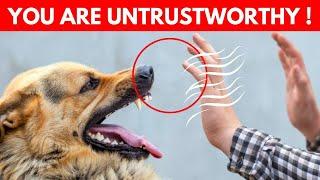 Dogs Amazing Skills  Spotting Bad People and Other Incredible Abilities Explained
