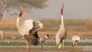 Paddy Fields Offer Sanctuary for Wild Birds  Ganges  BBC Earth