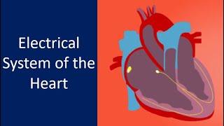 Electrical System of the Heart