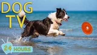 DOG TV  Video Entertain to Keep Your Dogs Happy & Calm When You are Not at Home - Music for Dogs