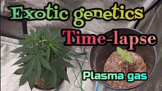 Exotic Genetics Plasma Gas Time-Lapse SEED -Day 30  #FCE8000  #FC3000