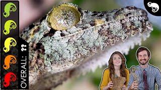 Mossy Leaf-tailed Gecko The Best Pet Lizard?